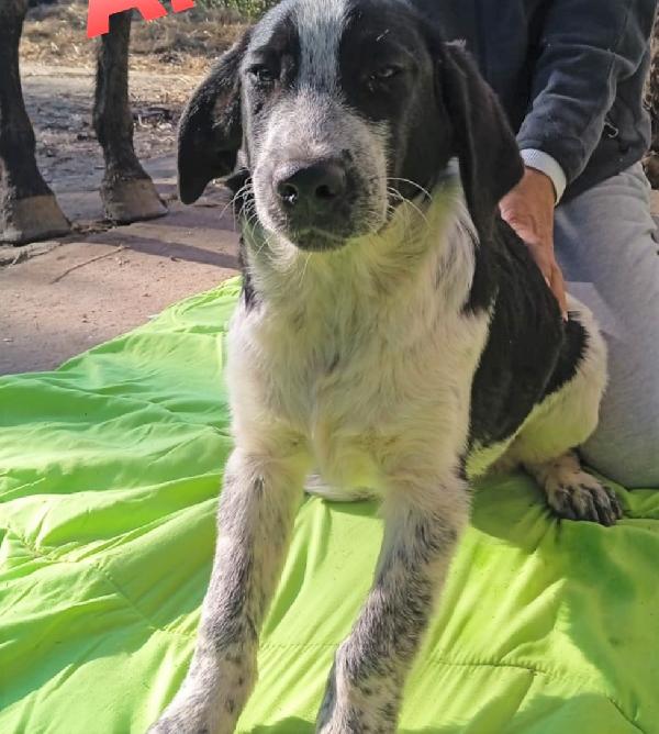 Alex Cucciolo Simil Setter